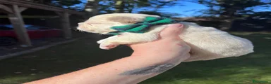 French Bulldog female lilac & tan platinum - green collar 