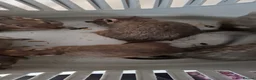 Degus rodents for sale: Female Degus - Advert 5