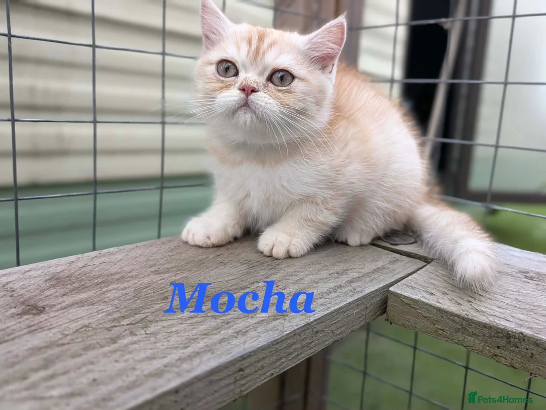 Persian cats for sale: *Last 2* Reduced Beautiful Persian Exotic Kitten - Advert 2