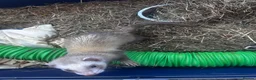 Ferret rodents for sale: Female ferret with indoor cage - Advert 2