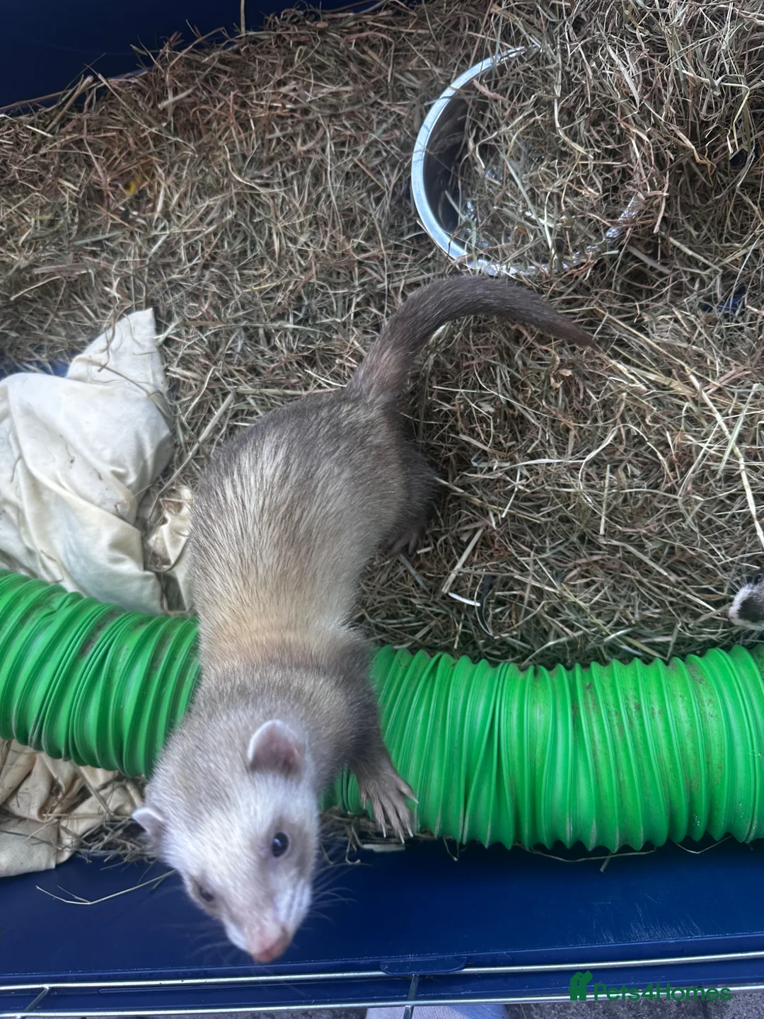 Ferret rodents for sale: Female ferret with indoor cage - Advert 2