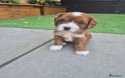 Cavapoo dogs for sale: Too cute to handle cavapoo puppies - Image 9