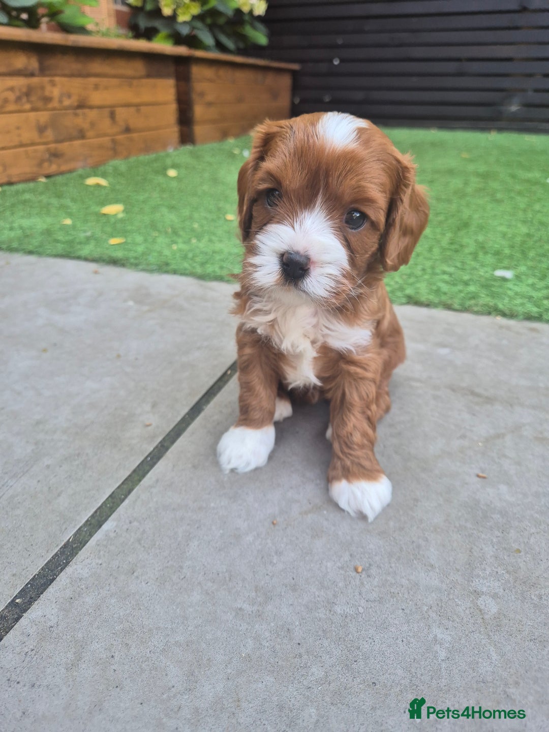 Cavapoo dogs for sale: Too cute to handle cavapoo puppies - Image 9