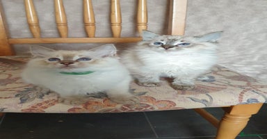 Ragdoll cats - Advert 16