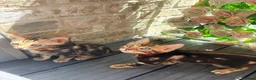 Bengal cats for sale: Only 2 Beautiful Bengal kittens Available🐾  - Advert 2