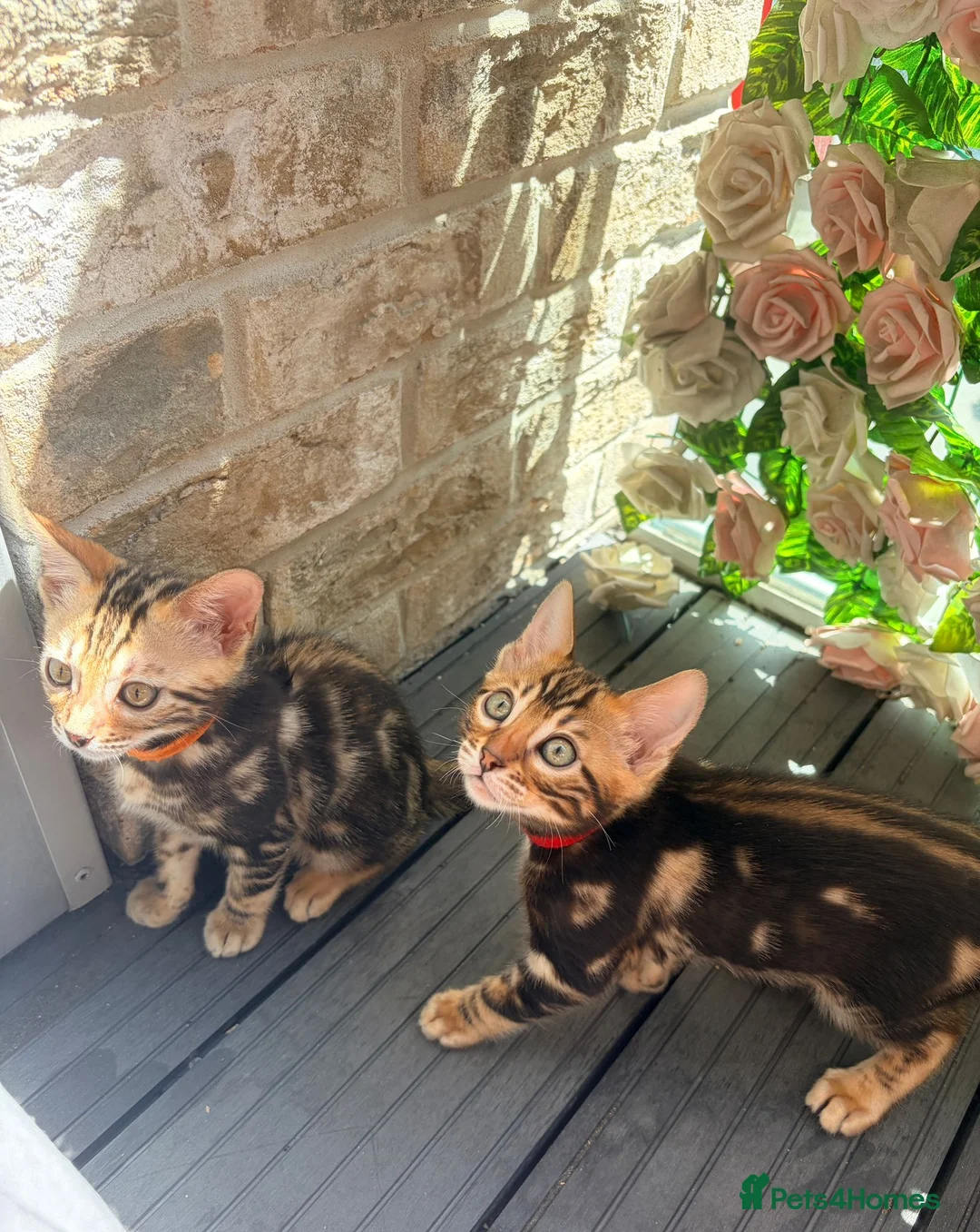 Bengal cats for sale: Only 2 Beautiful Bengal kittens Available🐾  - Advert 2