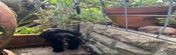 Cavapoochon dogs for sale: Cavapoochon pups health tested parents  - Advert 21