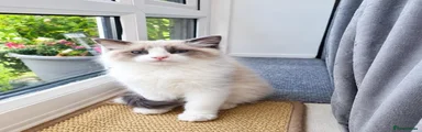 Ragdoll 4