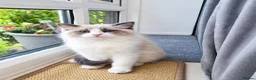 Ragdoll cats for sale: Bicolour ragdoll kittens (males) - Advert 9