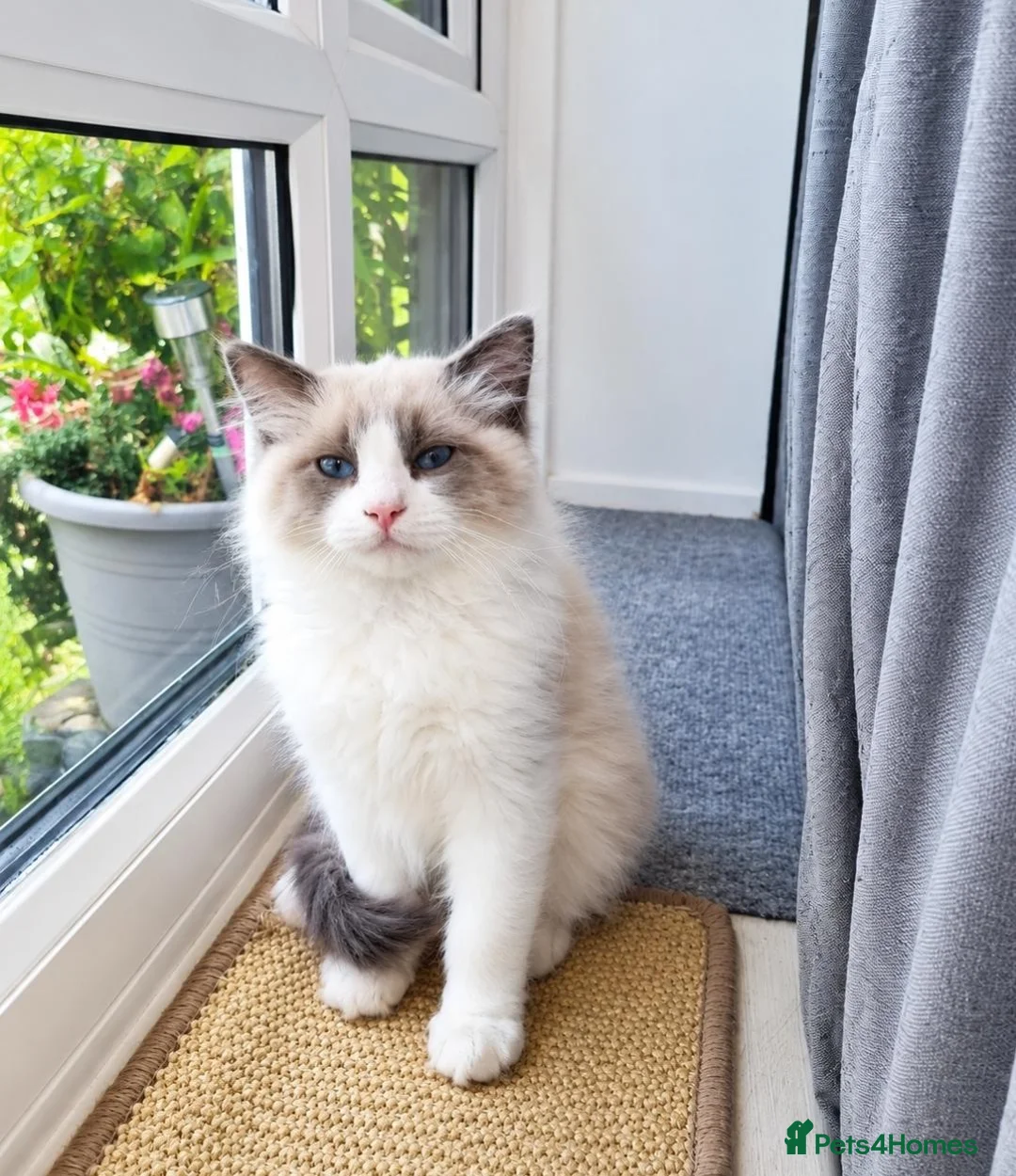 Ragdoll cats for sale: Bicolour ragdoll kittens (males) - Advert 9