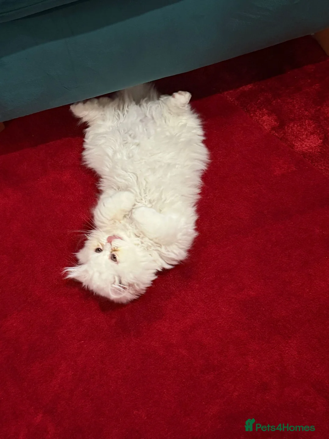 Persian cats for sale: 	Healthy playful kitten ready for loving home - Advert 17