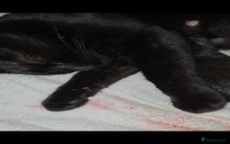Mixed Breed cats for sale: Only boy left - Image 5