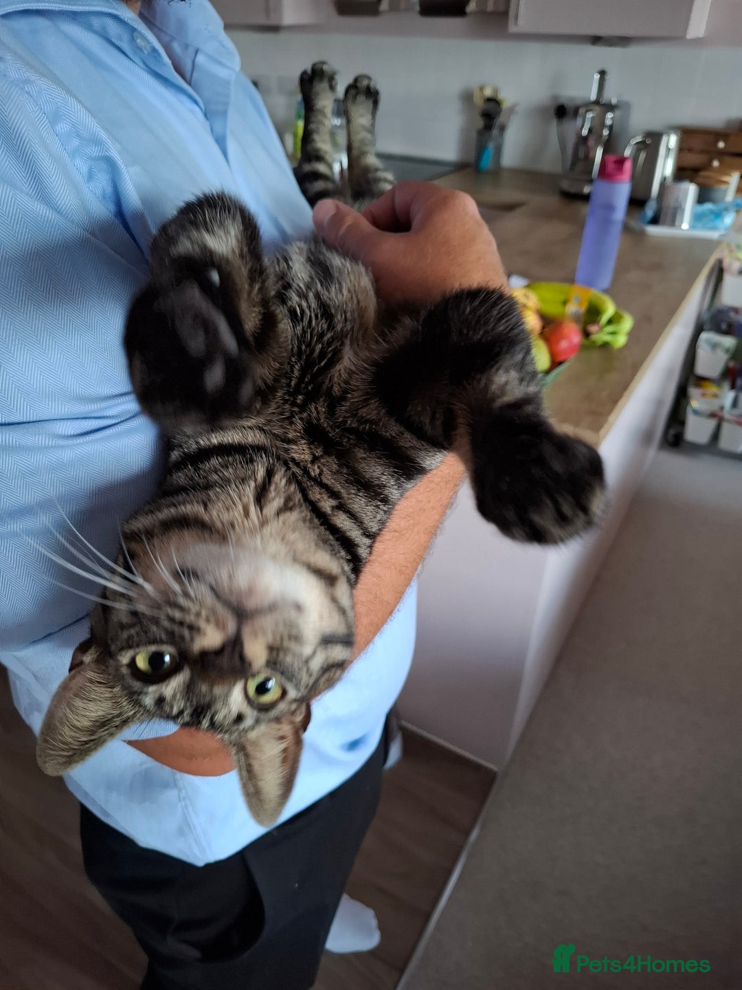 Domestic Shorthair cats for sale: Rehoming our beautiful Callie - Image 9