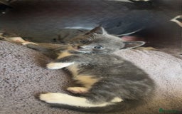 British Shorthair cats for sale: British short hair kittens  - Image 3