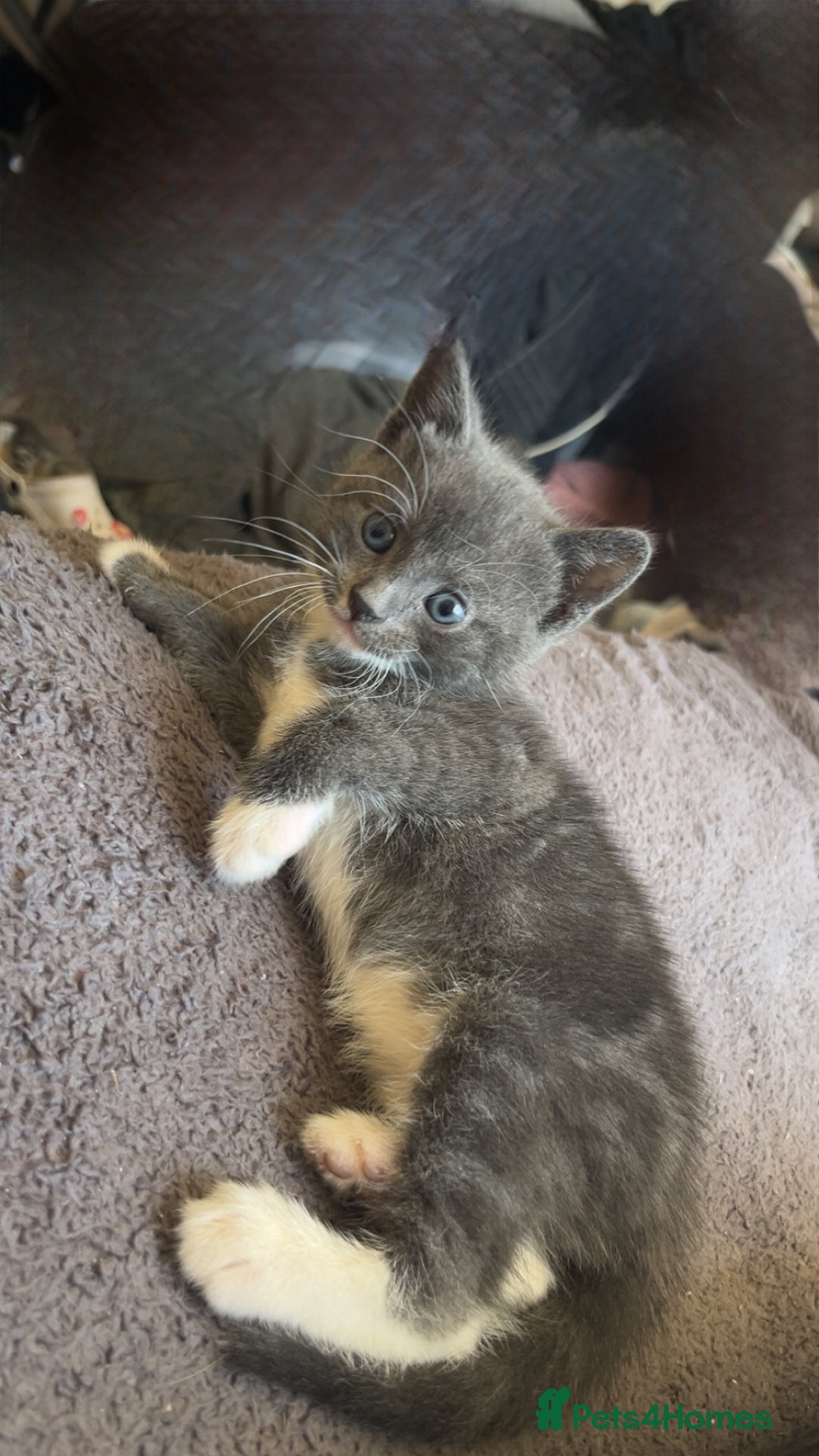 British Shorthair cats for sale: British short hair kittens  - Image 3