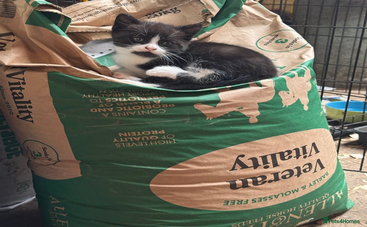 Mixed Breed cats - Advert 14