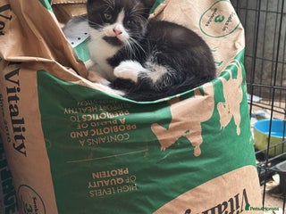 Mixed Breed cats - Advert 35