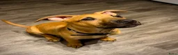 Mixed Breed dogs for sale: Mali cross bully pup for sale - Advert 2