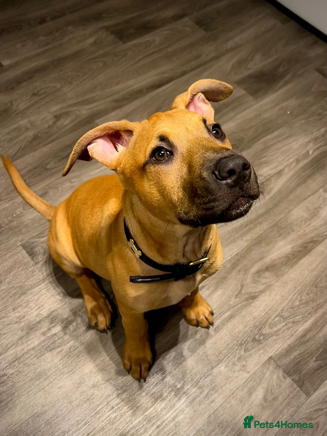 Mixed Breed dogs for sale: Mali cross bully pup for sale - Advert 2