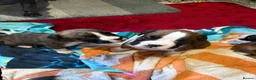 Boxer dogs for sale: 5 Boxer Puppies for Sale - Advert 3