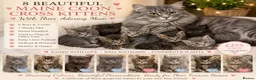Maine Coon cats for sale: Stunning Maine Coon X Kittens. Ready now. in Ferndown - Advert 3