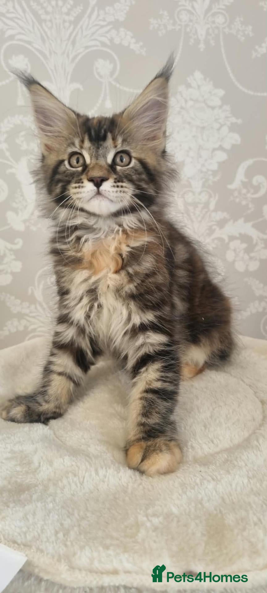 Maine Coon cats 1 Beautiful Kitten looking for her forever home - Advert 2