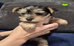 Yorkshire Terrier dogs for sale: Yorkshire terrier puppies (3 girls) - Image 21