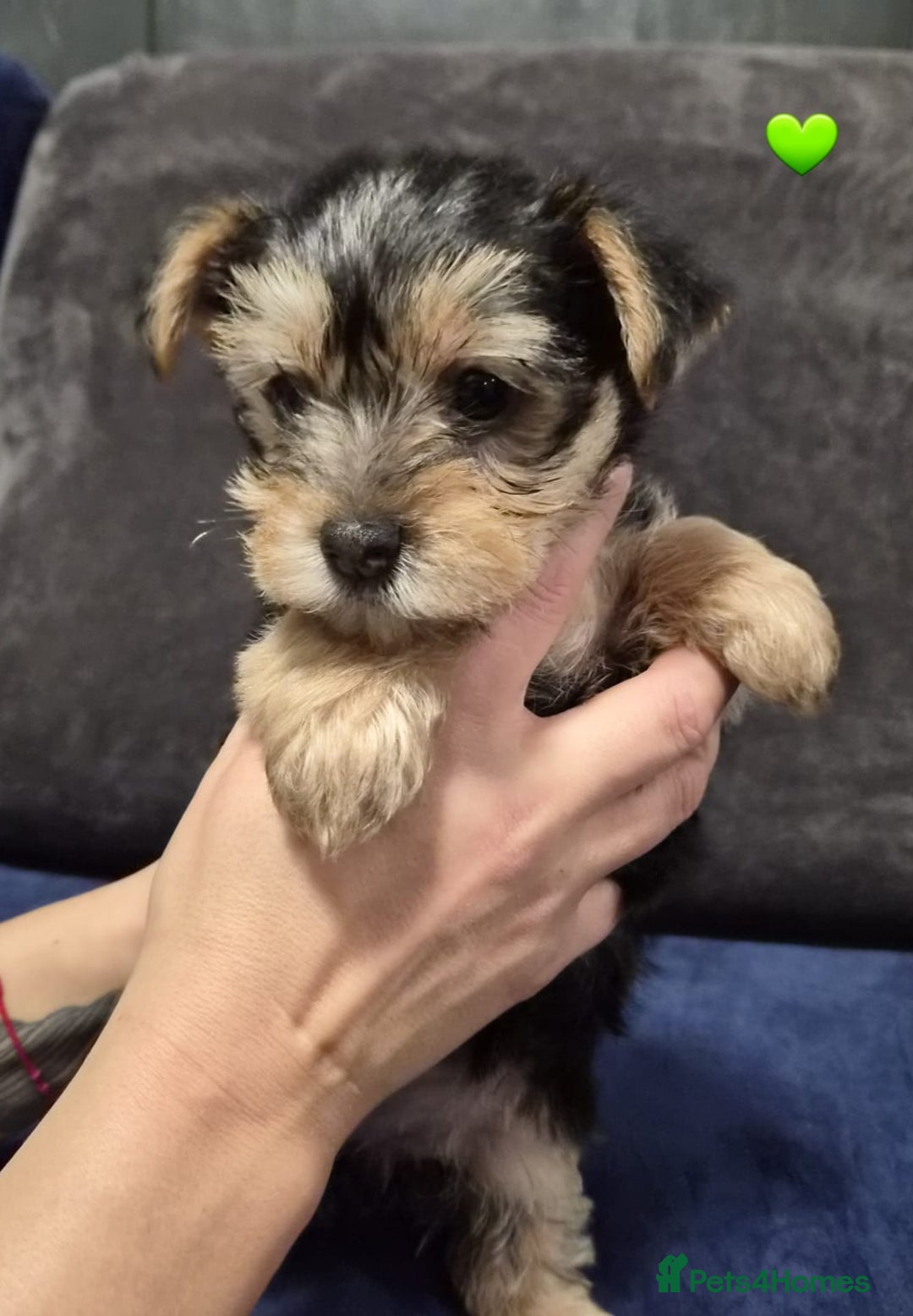Yorkshire Terrier dogs for sale: Yorkshire terrier puppies (3 girls) - Image 21