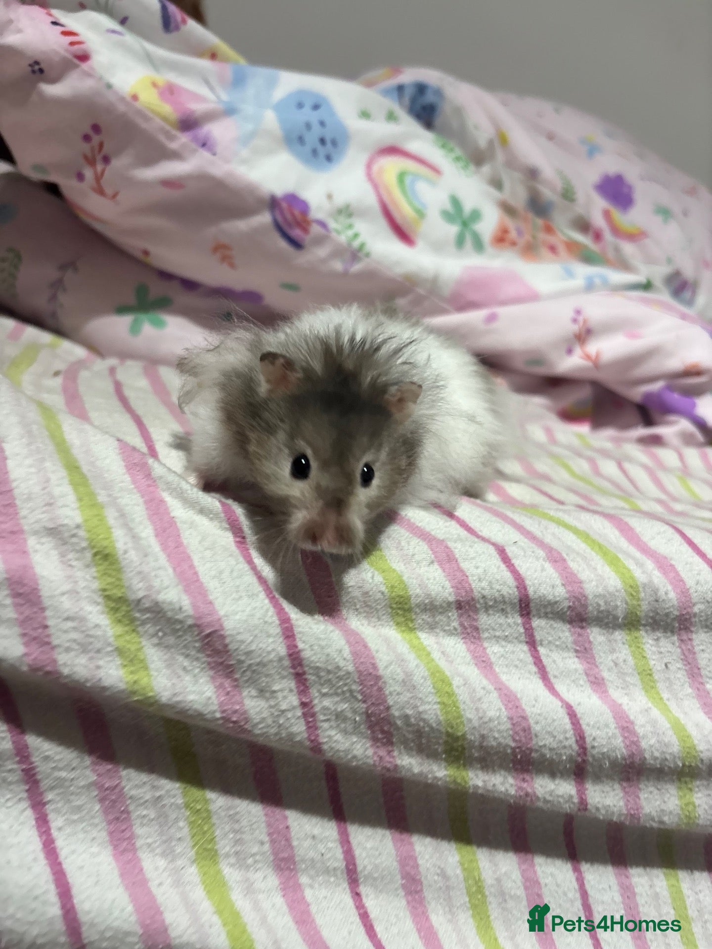 Hamster rodents Long hair Male Syiran hamster  - Advert 15