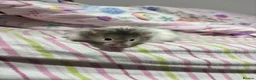 Hamster rodents for sale: Long hair Male Syiran hamster  - Advert 5