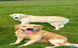 Golden Retriever dogs for sale: Beautiful golden retriever litter 🐶⭐️ - Image 34