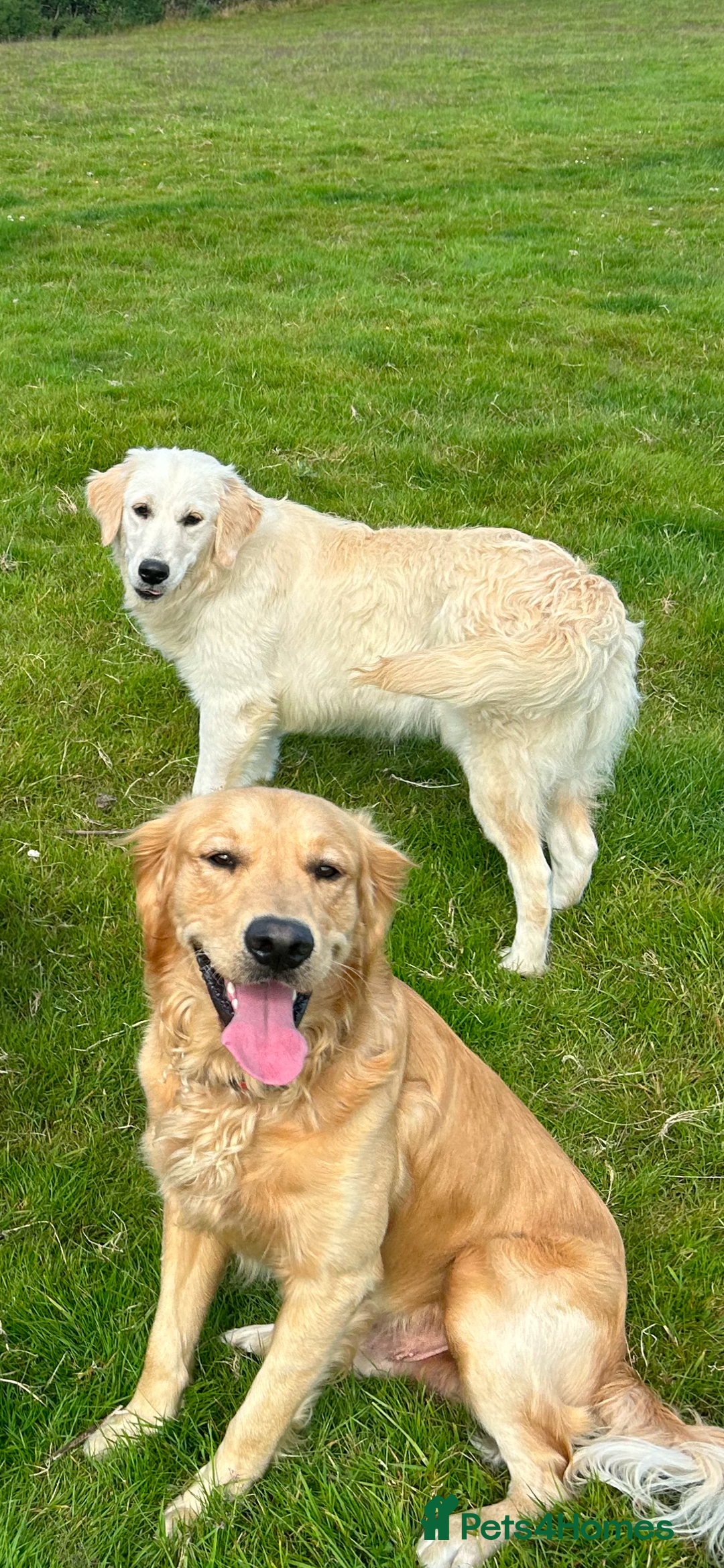 Golden Retriever dogs for sale: Beautiful golden retriever litter 🐶⭐️ - Image 34