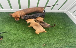 Miniature Dachshund dogs for sale: 4 adorable miniature dachshund puppies  - Image 39