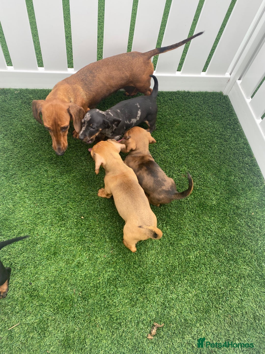 Miniature Dachshund dogs for sale: 4 adorable miniature dachshund puppies  - Image 39