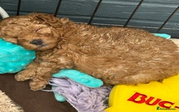 Toy Poodle dogs for sale: Stunning baby KC reg toy poodles  - Image 9
