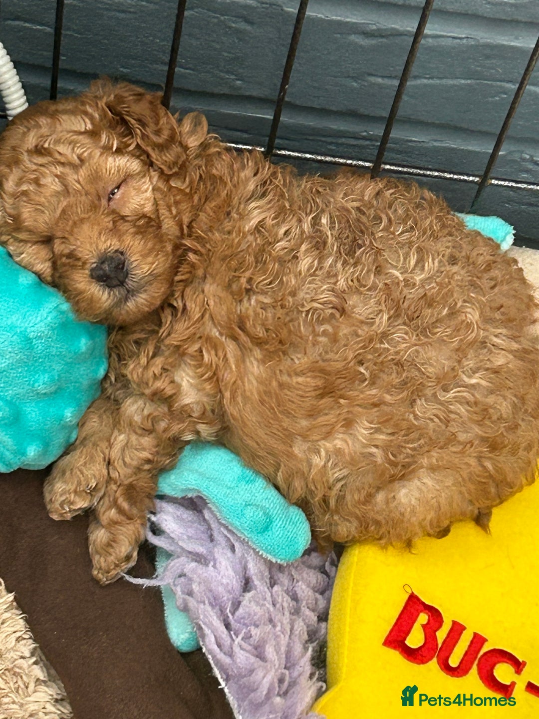 Toy Poodle dogs for sale: Stunning baby KC reg toy poodles  - Image 9