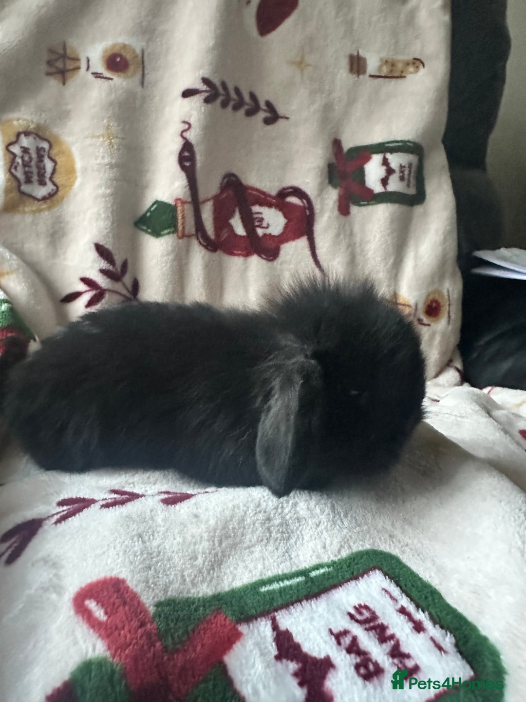 Mini Lop rabbits for sale: Adorable Baby Mini Lops Looking for Loving Homes - Advert 6