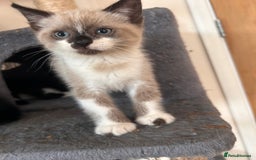 Ragdoll cats for sale: Ragdoll cross breed  - Image 1