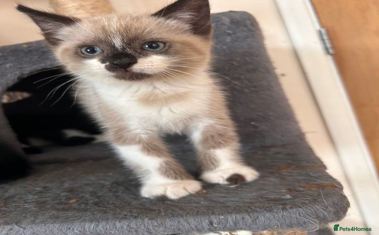 Ragdoll cats for sale - Advert 1