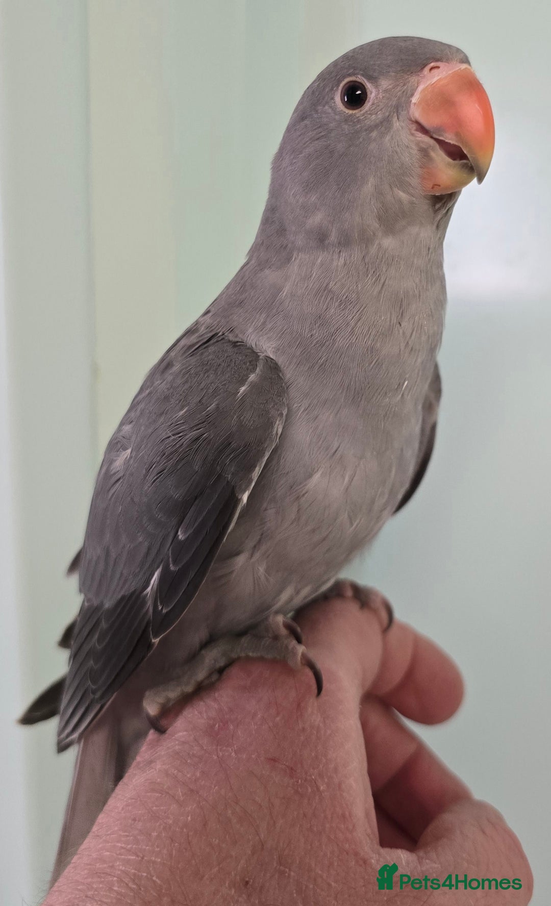 Ringnecks birds for sale: Beautiful Baby Ringnecks available now!!! - Image 11