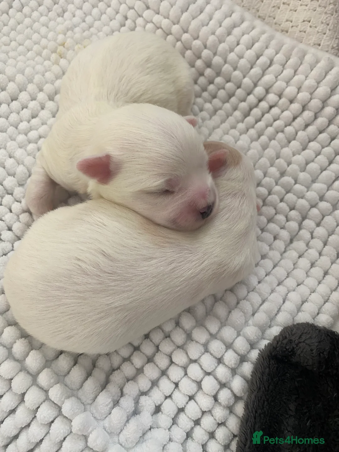 Coton De Tulear dogs for sale: Pure Coton de Tulear puppies  - Advert 10