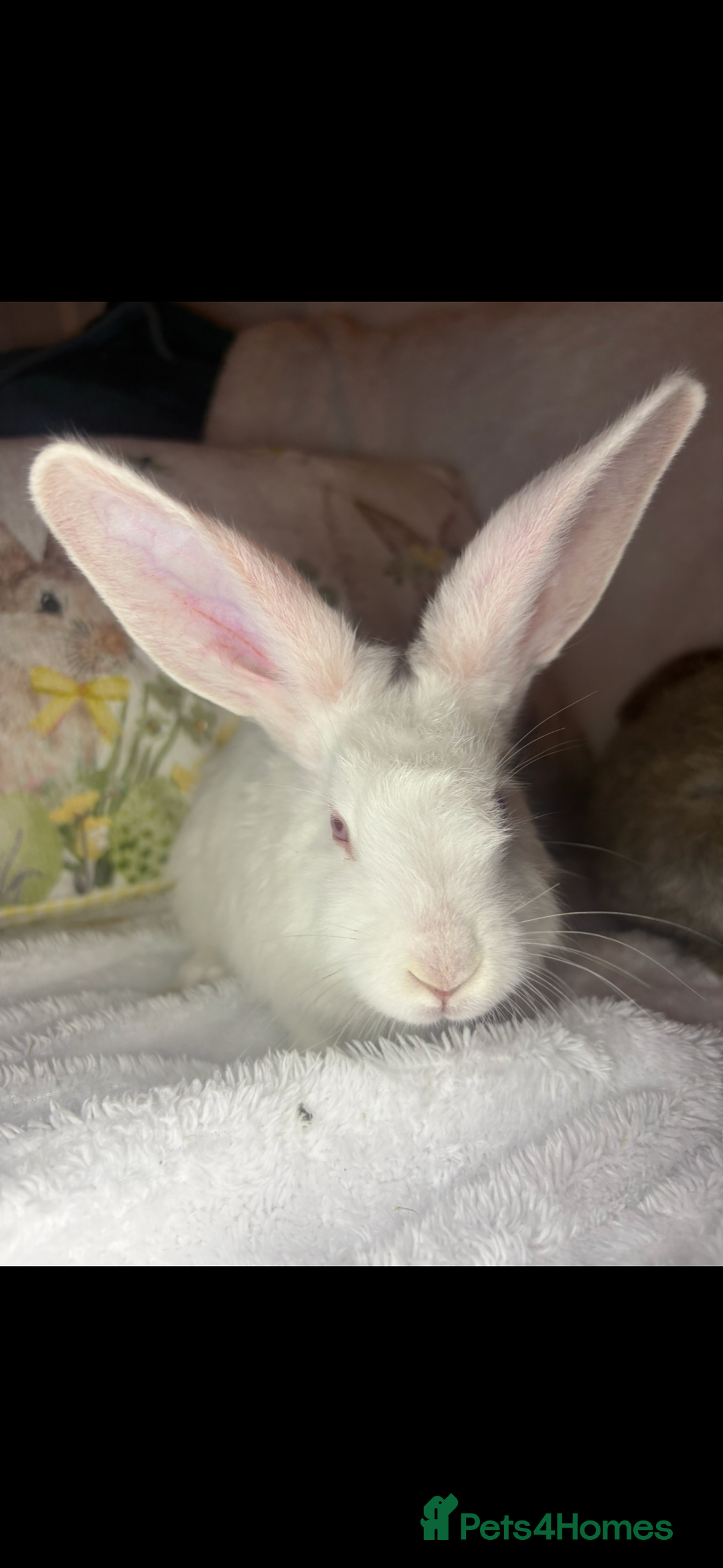 Continental Giant rabbits for sale: Beautiful continental giant baby rabbits ready  - Advert 15