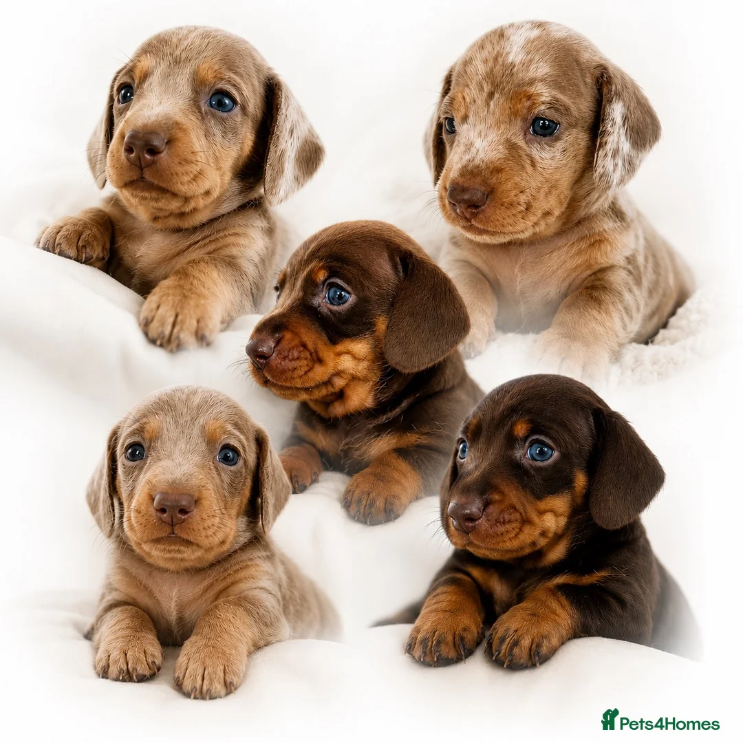 Miniature Dachshund dogs for sale: 🐾 Beautiful KC mini dachshund pups ready 25/07  - Advert 1