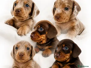 Miniature Dachshund dogs 🐾 Beautiful KC mini dachshund pups ready 25/07 - Advert 6