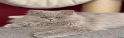 British Longhair cats for stud: Fawn Longhair Available for stud! - Advert 3