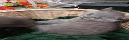 British Shorthair cats for sale: Beautiful kittens - Advert 9