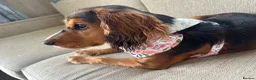 Cocker Spaniel dogs for sale: 8 month old cocker spaniel bitch  - Advert 1