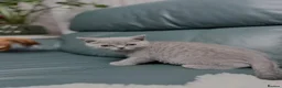 British Shorthair cats for sale: 💐British Shorthair Kittens (Blue)💐 - Advert 23