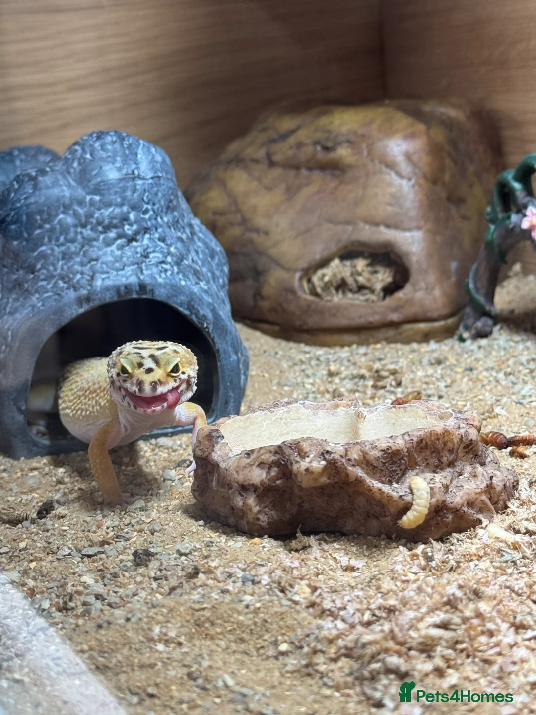 Gecko reptiles for sale: Stunning Geko - Advert 2