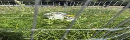 Mini Lop rabbits for sale: Mini lop buck  - Advert 7